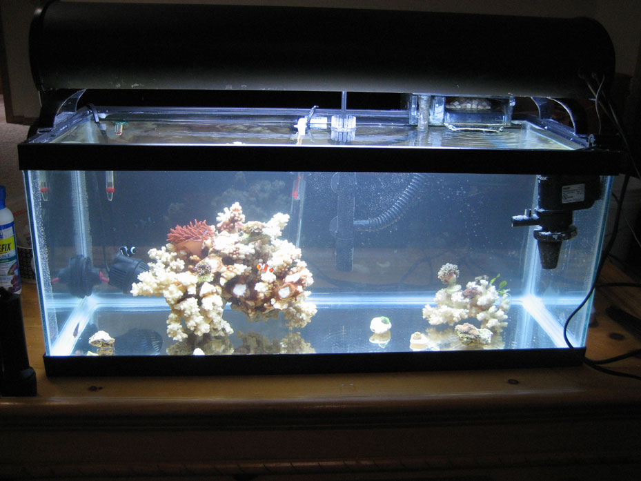 Quarantine tank water turning green chemistry issue ?? Reef Central